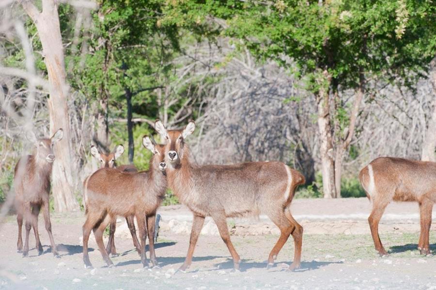 Emanya@Etosha Villa Namutoni Exterior photo